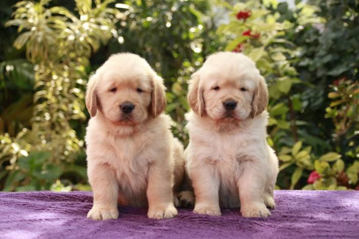 Golden Retriever puppies from Bangalore. Breeder: Mr.Samuel